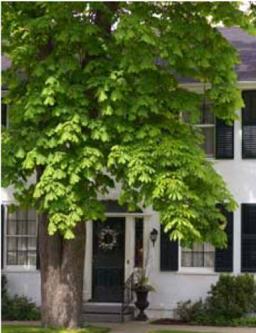 A shade tree can be uesful during the summer